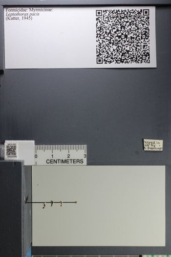 Media type: image;   Entomology 525594